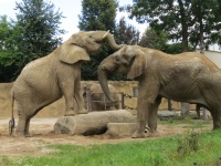 ZOO Dvůr Králové nad Labem